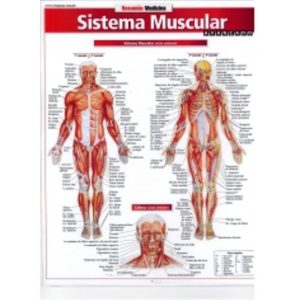 Musculação