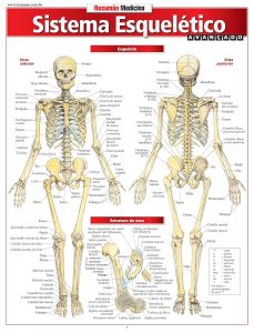 Musculação